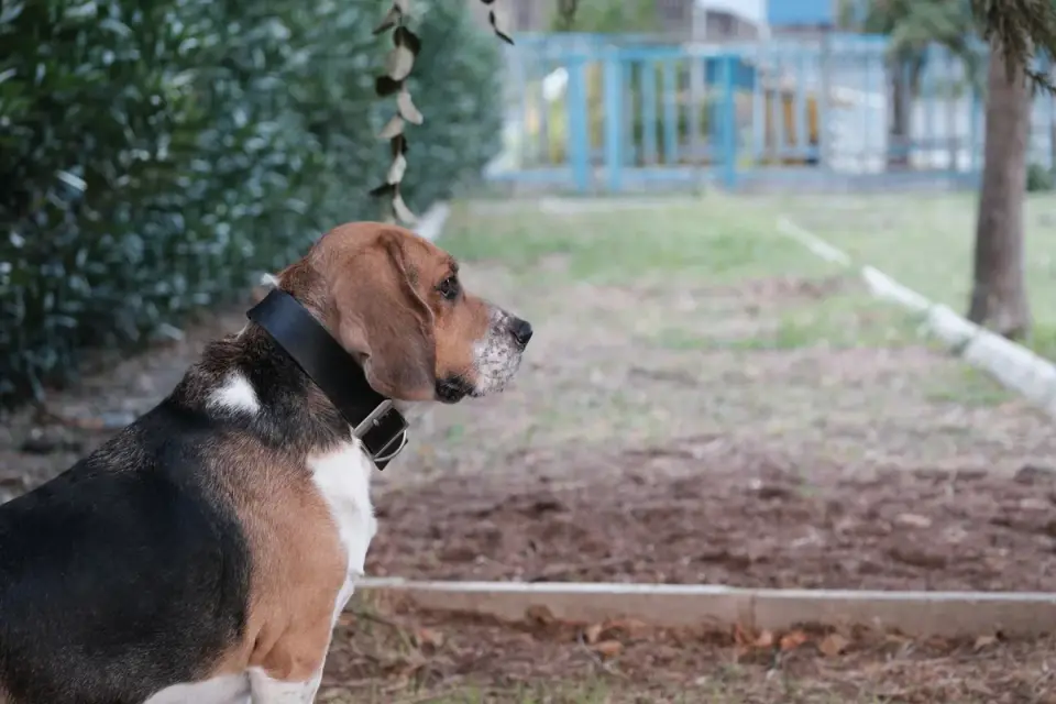 A Beagle standing outdoors with its head tilted back, howling