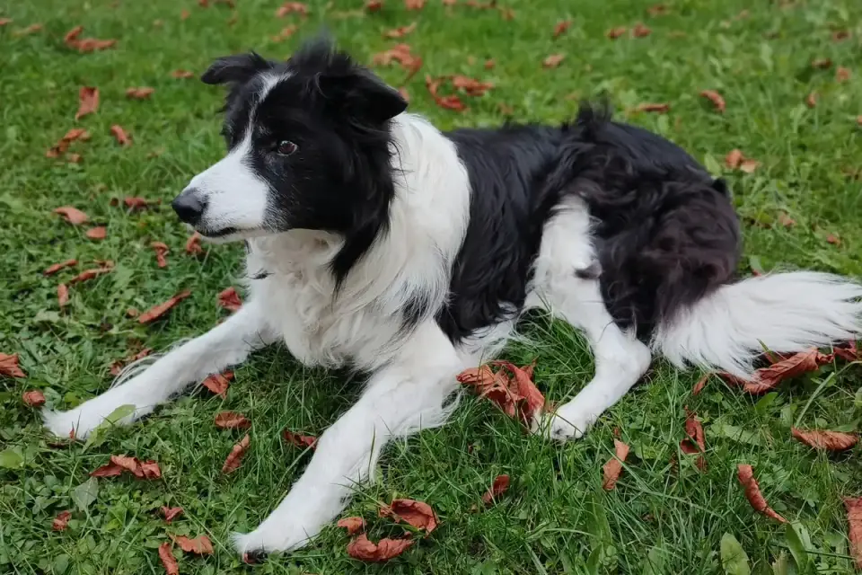 A Border Collie in a low, stalking posture with eyes fixed forward