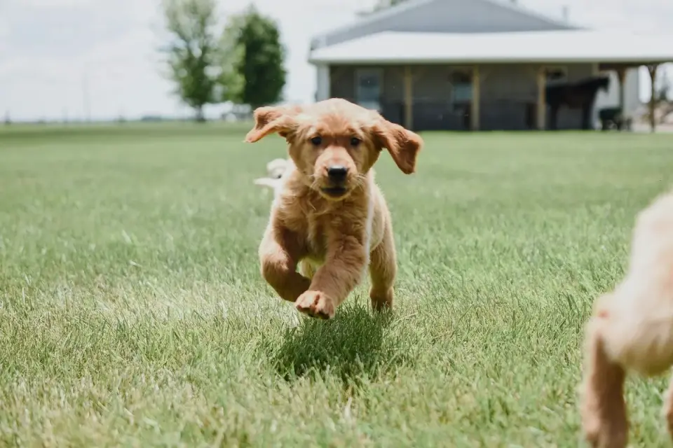 A child playing gently with a puppy on grass