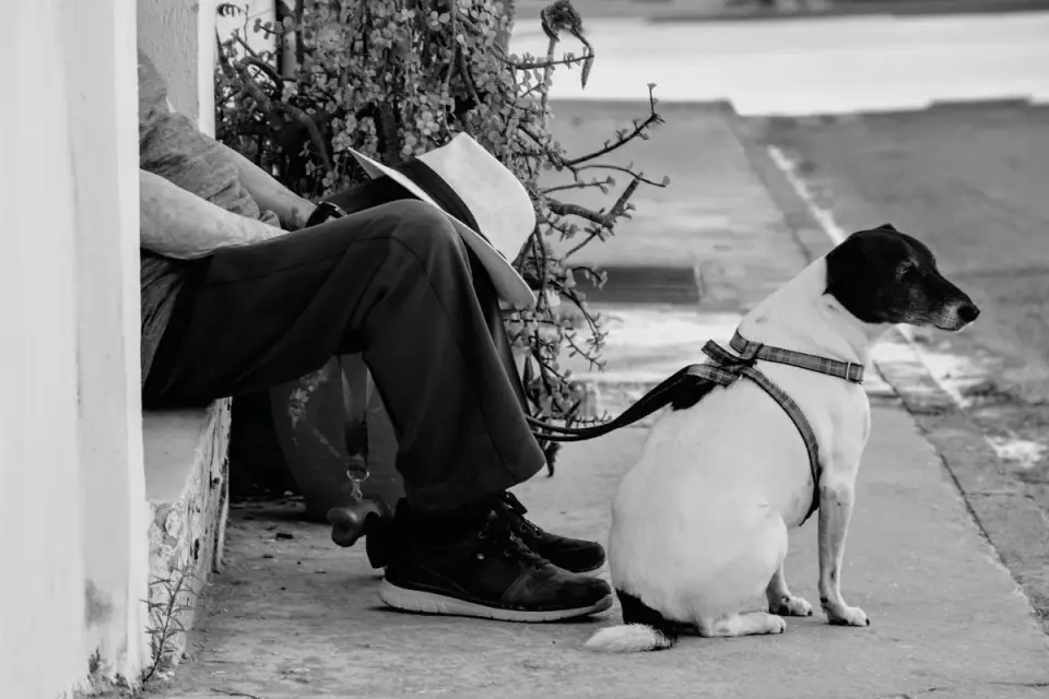 A dog and handler standing at a calm distance from an approaching trigger