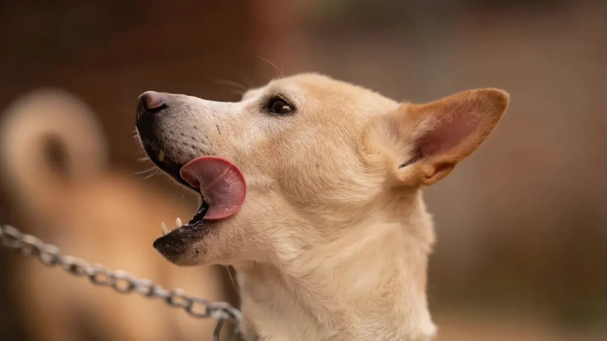 A dog calmly licking peanut butter spread across a textured silicone mat