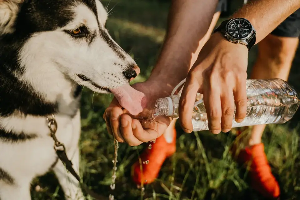 A dog drinking water from a bowl outdoors after a walk