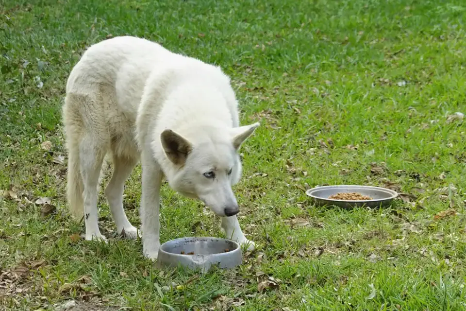 A dog food bowl containing a mix of wet food and dry kibble