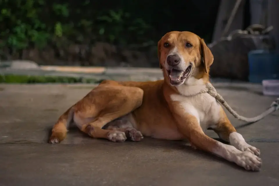 A dog holding a sit-stay on a mat several feet from a front door
