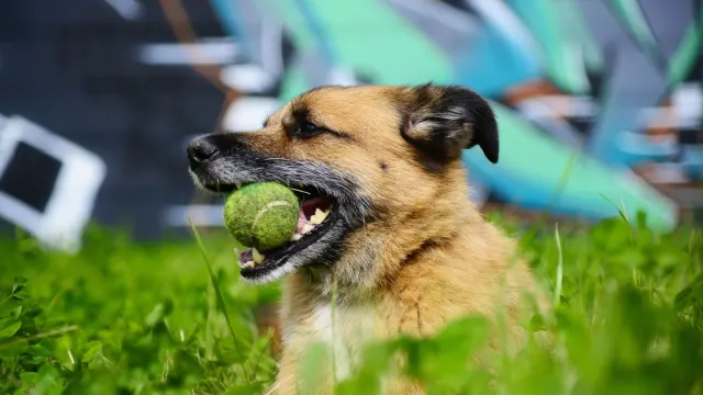 A dog leaping to catch a tennis ball in a grassy yard