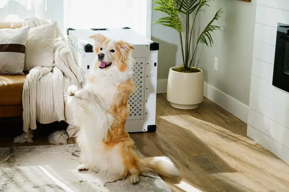 A dog lying calmly inside an open crate