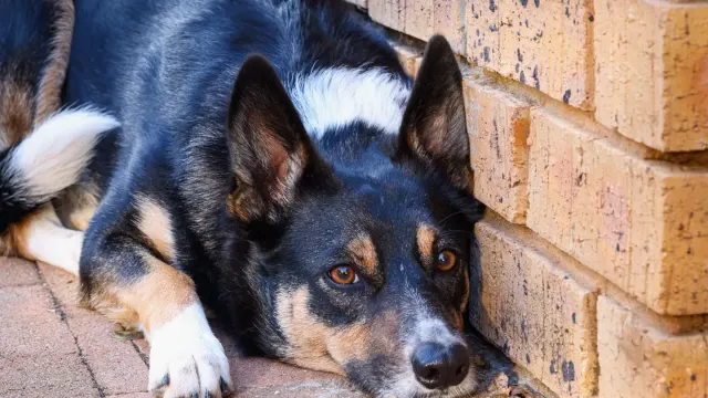 A dog lying calmly on a bed in a quiet corner of a living room