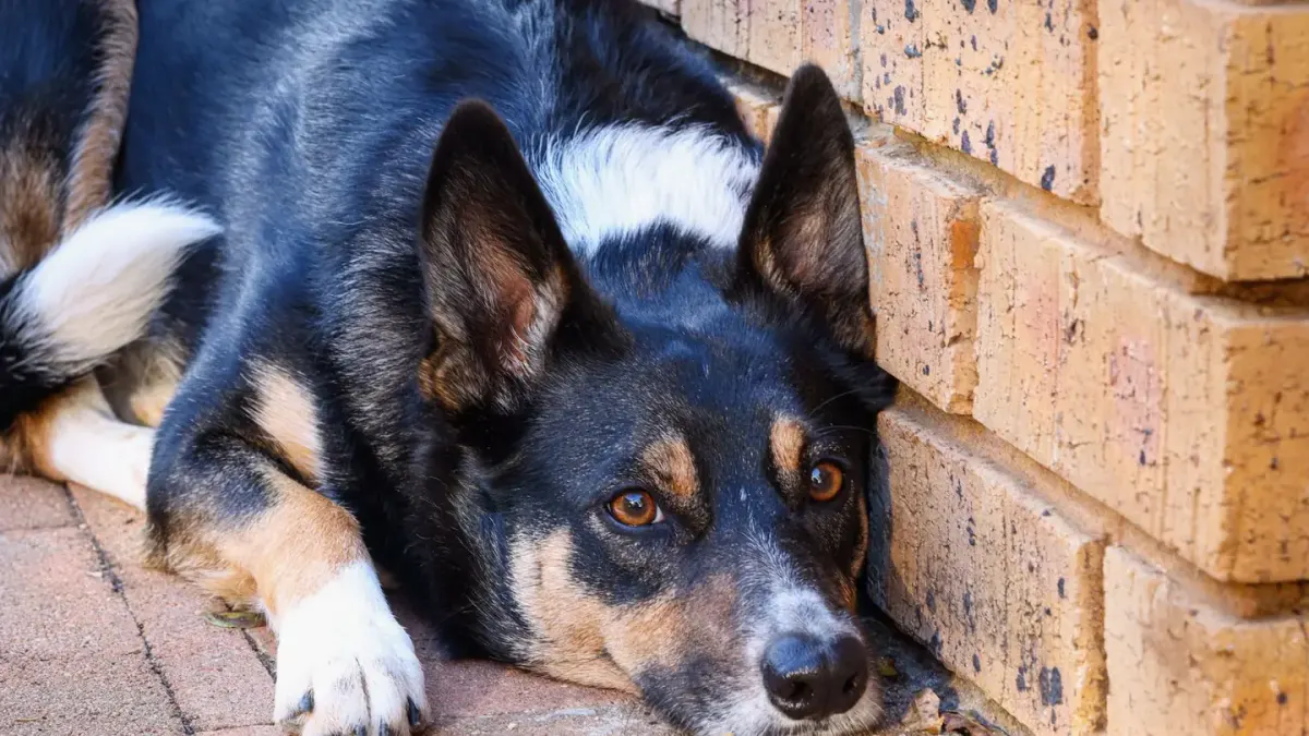 A dog lying calmly on a bed in a quiet corner of a living room