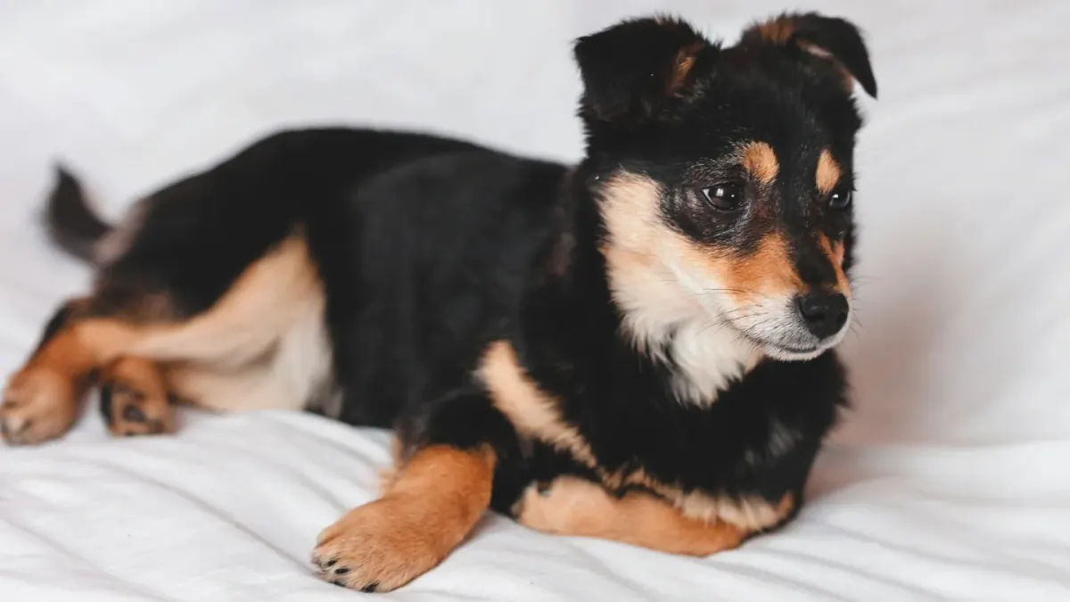 A dog lying calmly on a bed in a softly lit living room