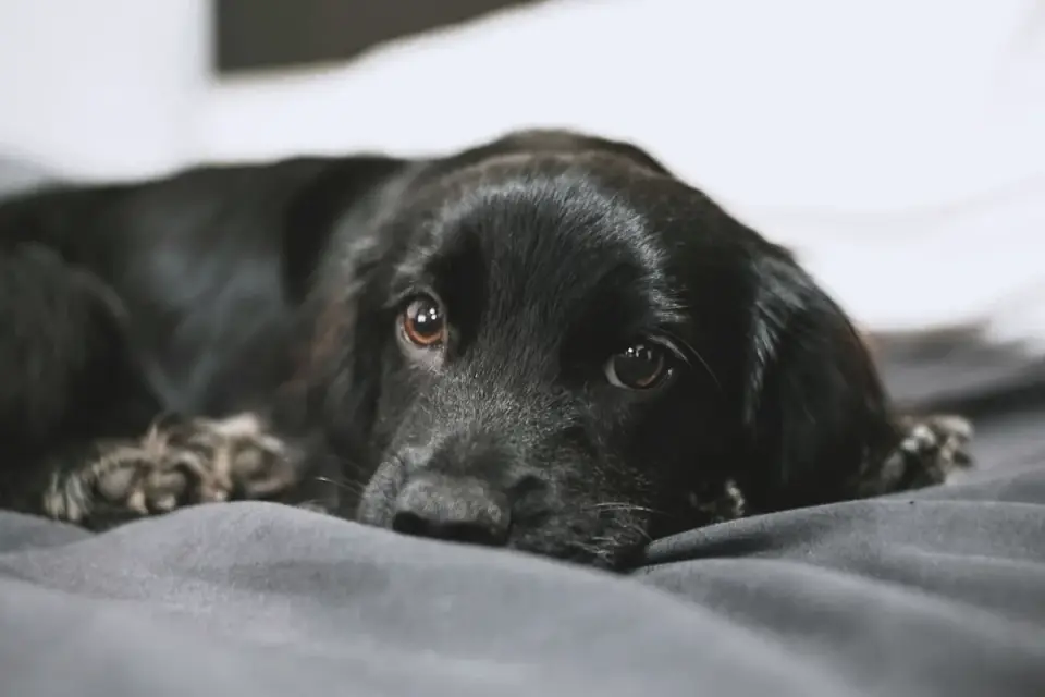A dog lying calmly on a bed mat several feet from the dining table