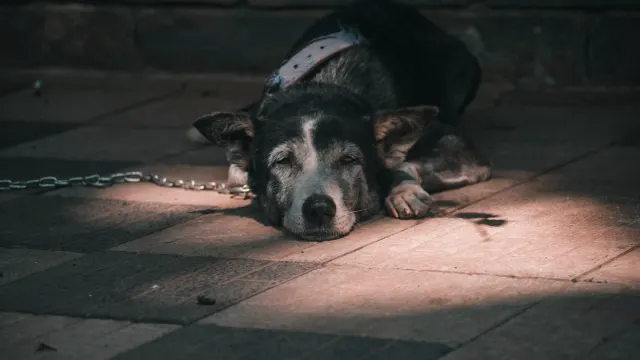 A dog lying calmly on a bed near an entryway with morning light coming through