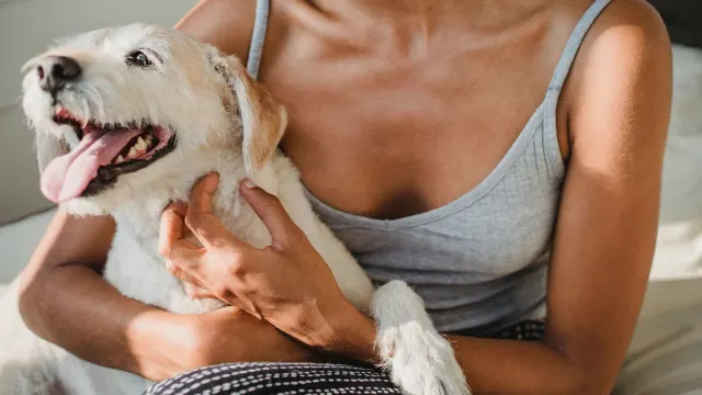 A dog lying close to its owner's legs during a stormy afternoon