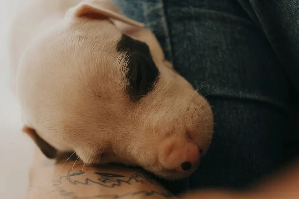 A dog lying close to its owner's legs during a stormy afternoon