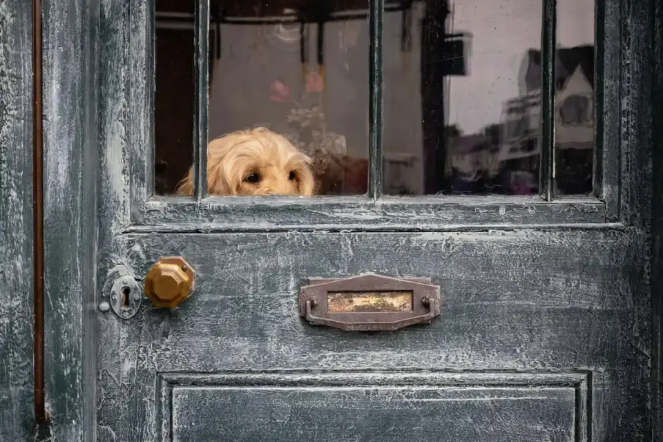 A dog lying near the front door with an alert, worried posture