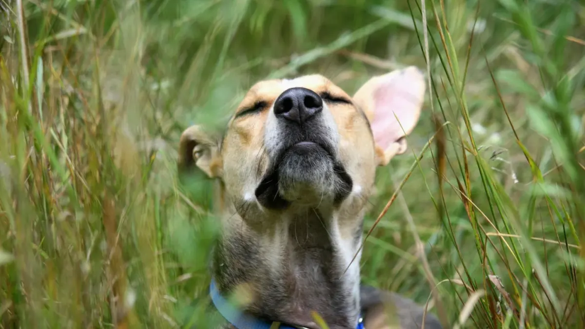 A dog on leash sniffing along a grassy yard during a walk