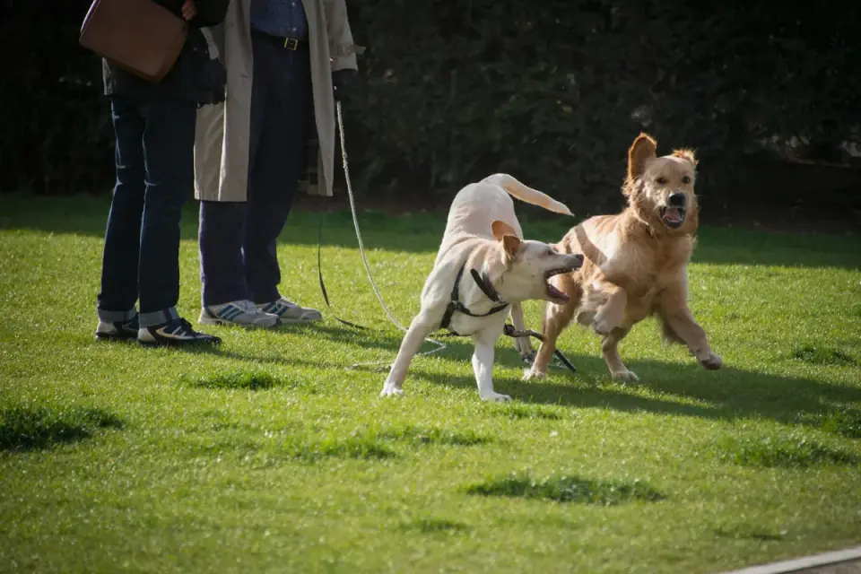 A dog owner standing at the edge of a park watching two dogs interact