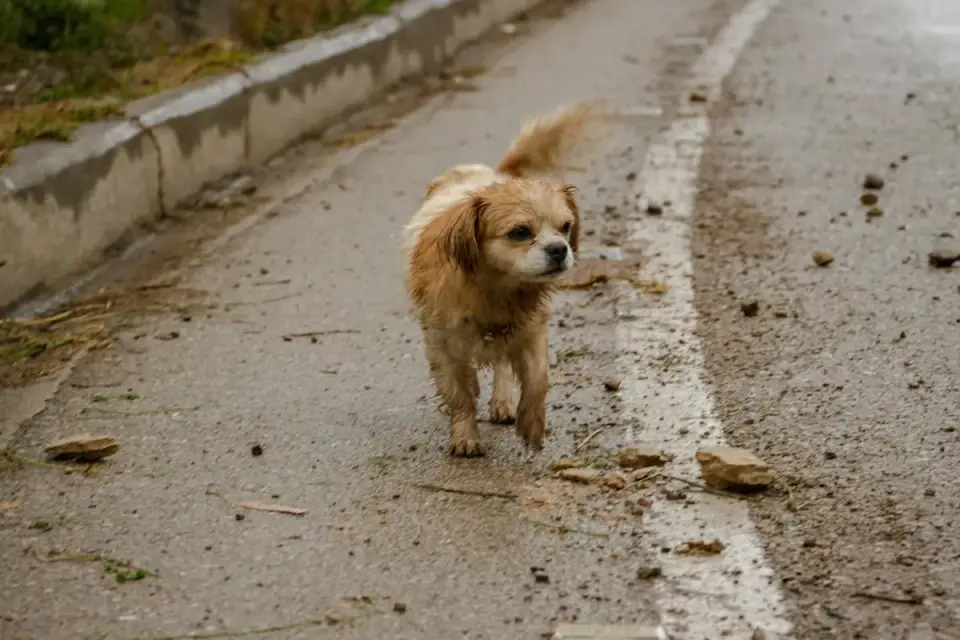 A dog pacing near a window as storm clouds gather outside