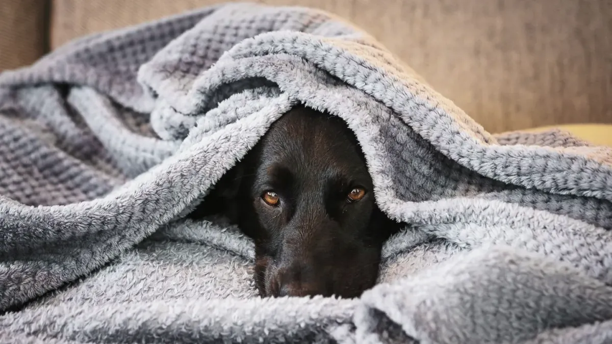 A dog pressed against the floor near a couch during a thunderstorm
