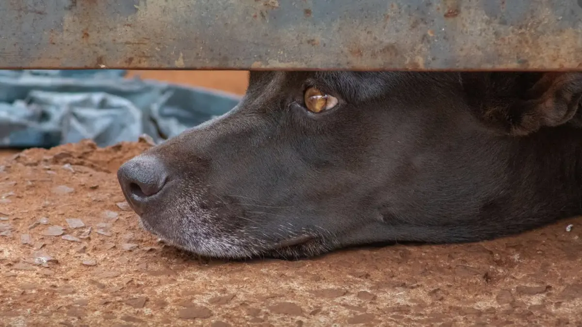 A dog pressed low against the floor under a table during a storm
