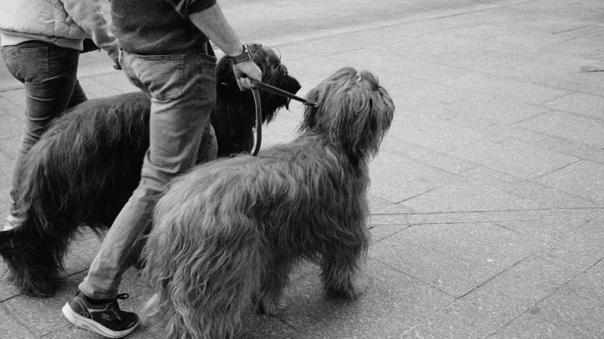 A dog pulling forward on a leash while looking toward another dog across the street