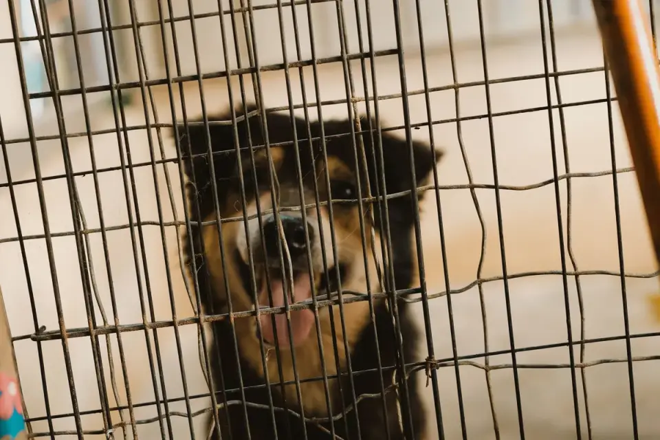 A dog resting calmly behind an indoor baby gate