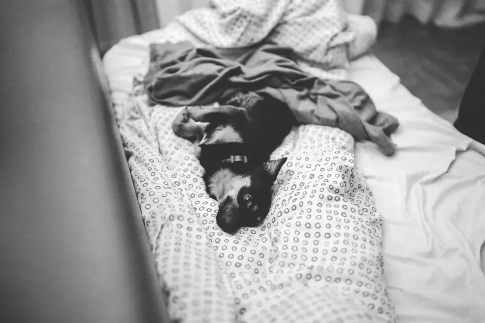 A dog resting calmly on a bed in a quiet room