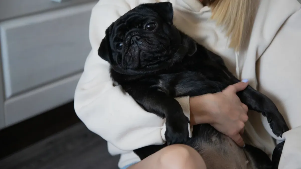 A dog resting calmly on its owner's lap in a living room