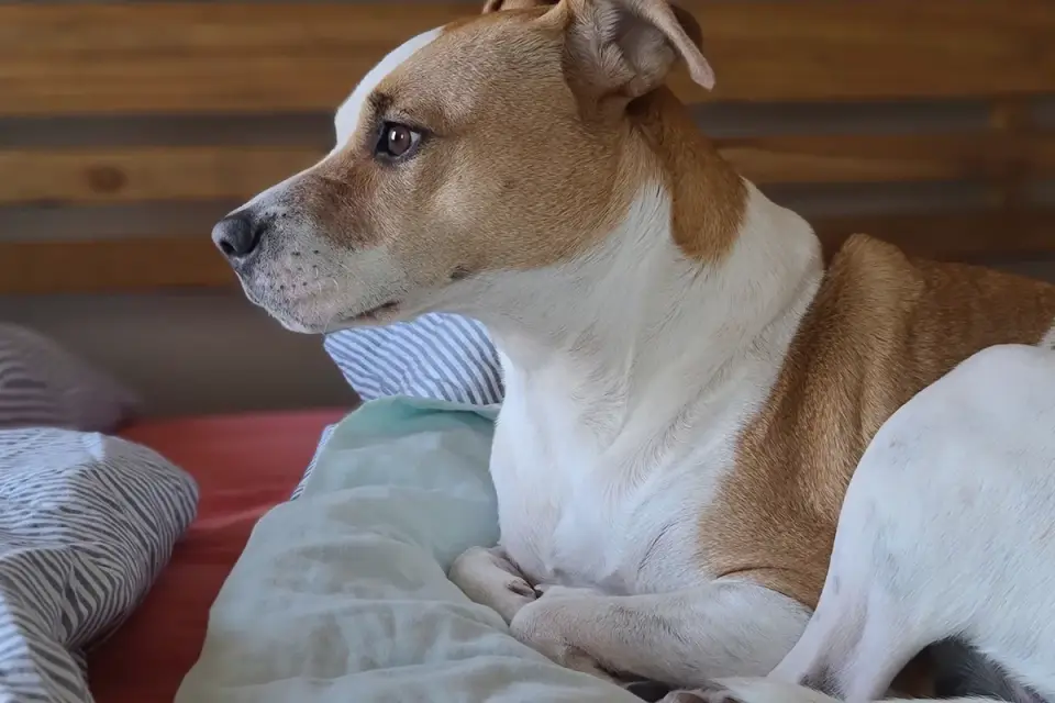 A dog resting comfortably on a dog bed in a quiet room