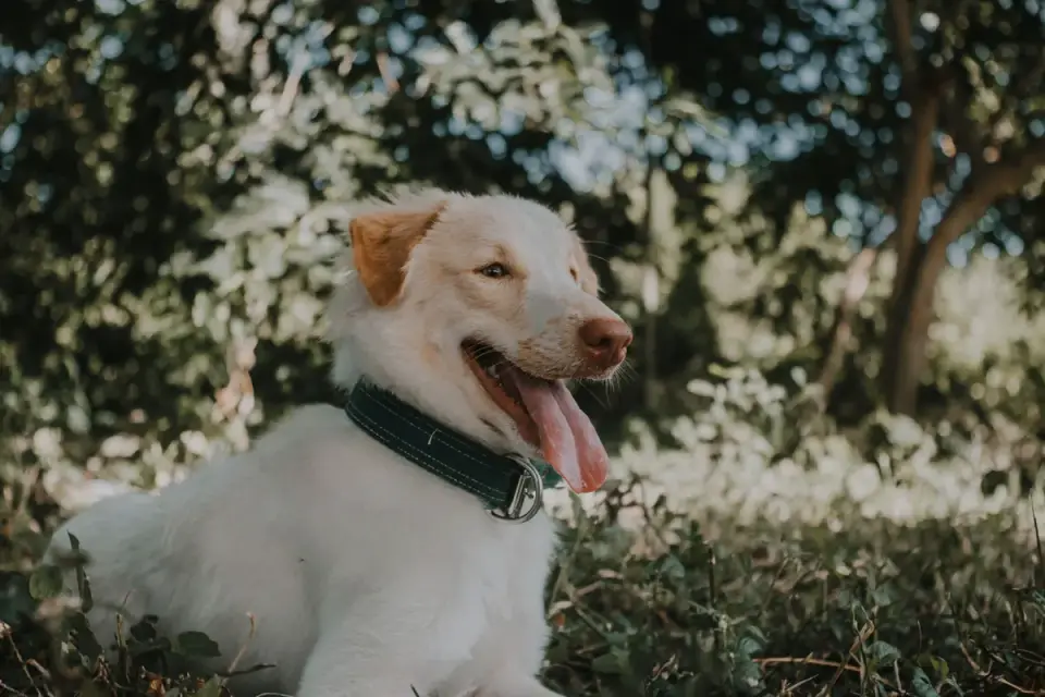 A dog resting in the shade beside a water bowl on a hot day