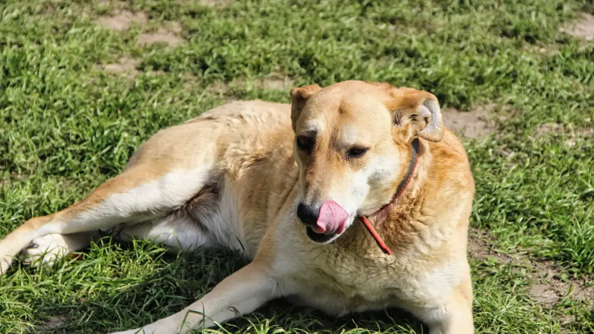 A dog's front leg showing a hairless, reddened patch near the wrist