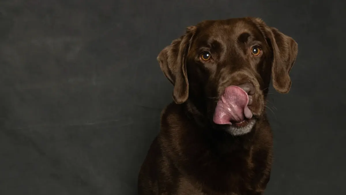 A dog seated on a rug, licking its lips and glancing away from the camera