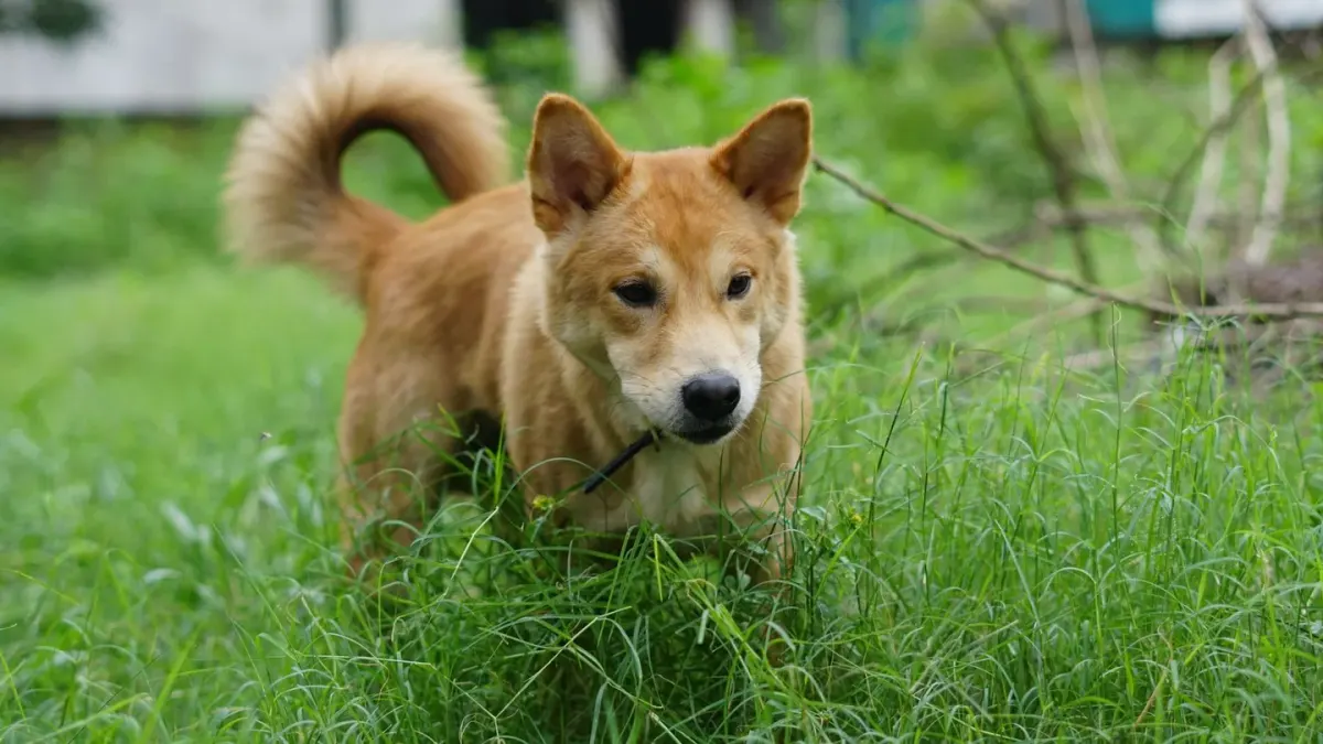A dog sniffing along the grass in a backyard, ears forward and alert