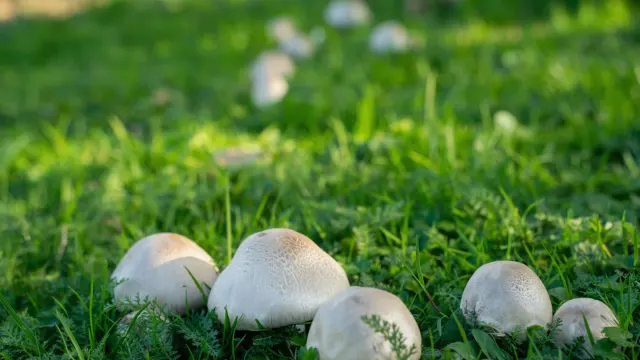 A dog sniffing at a cluster of small brown mushrooms growing in a grassy yard
