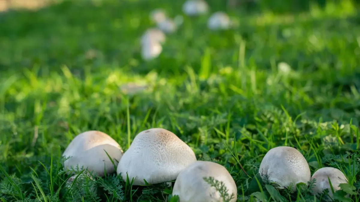 A dog sniffing at a cluster of small brown mushrooms growing in a grassy yard
