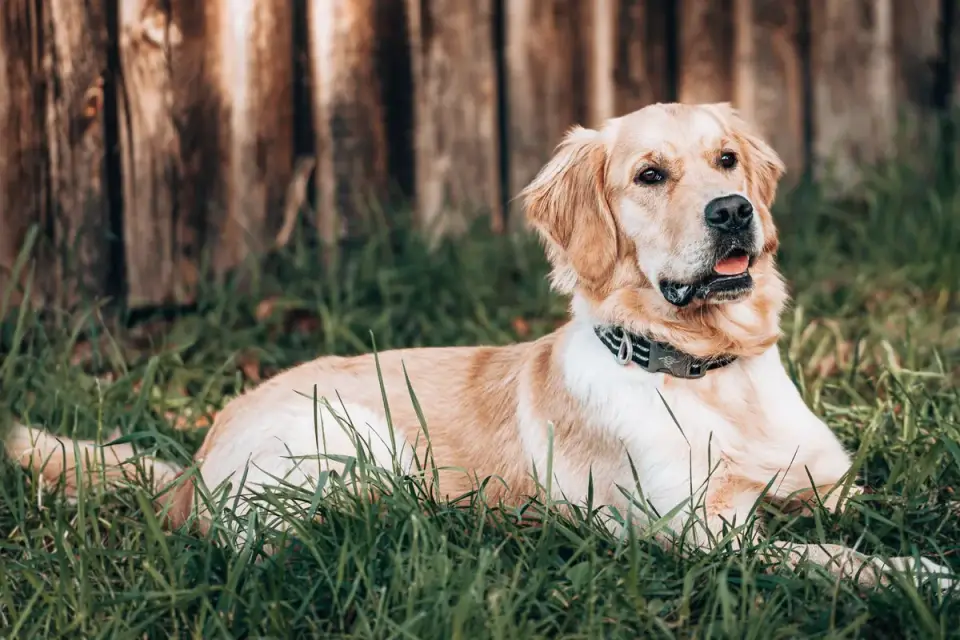 A dog sniffing at a food puzzle toy in a grassy backyard