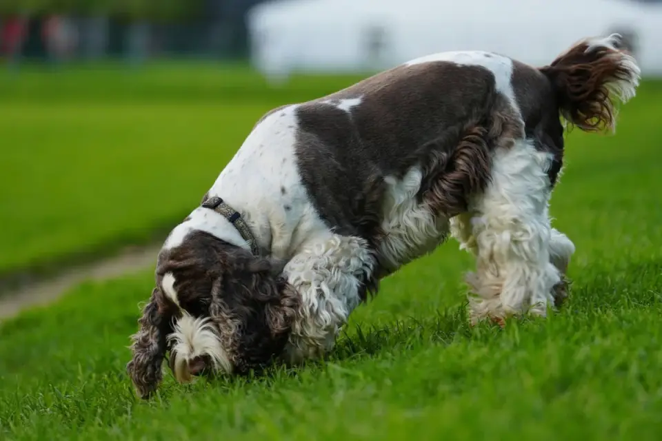 A dog sniffing grass and exploring during an outdoor walk