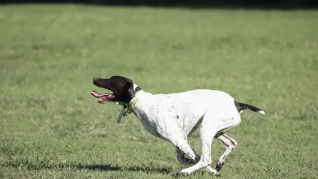 A dog sprinting across an open grass field while its owner watches from a distance