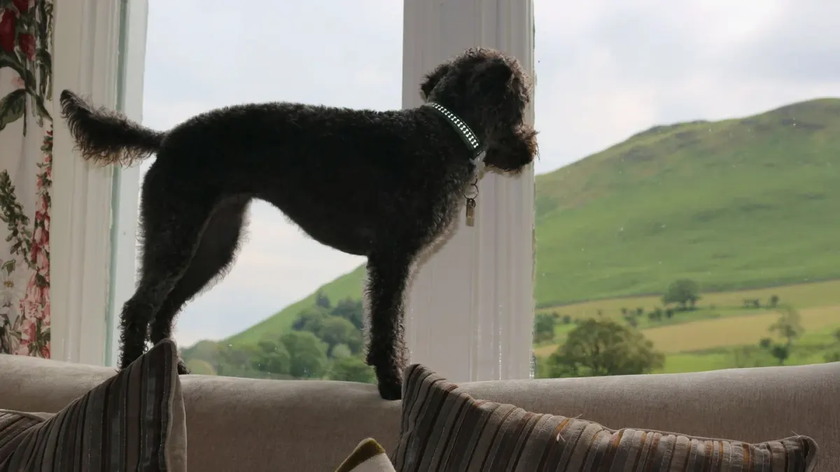 A dog standing at a living room window watching the street