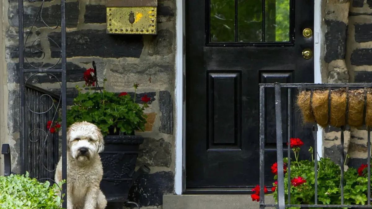 A dog standing near a chewed pillow by an apartment front door