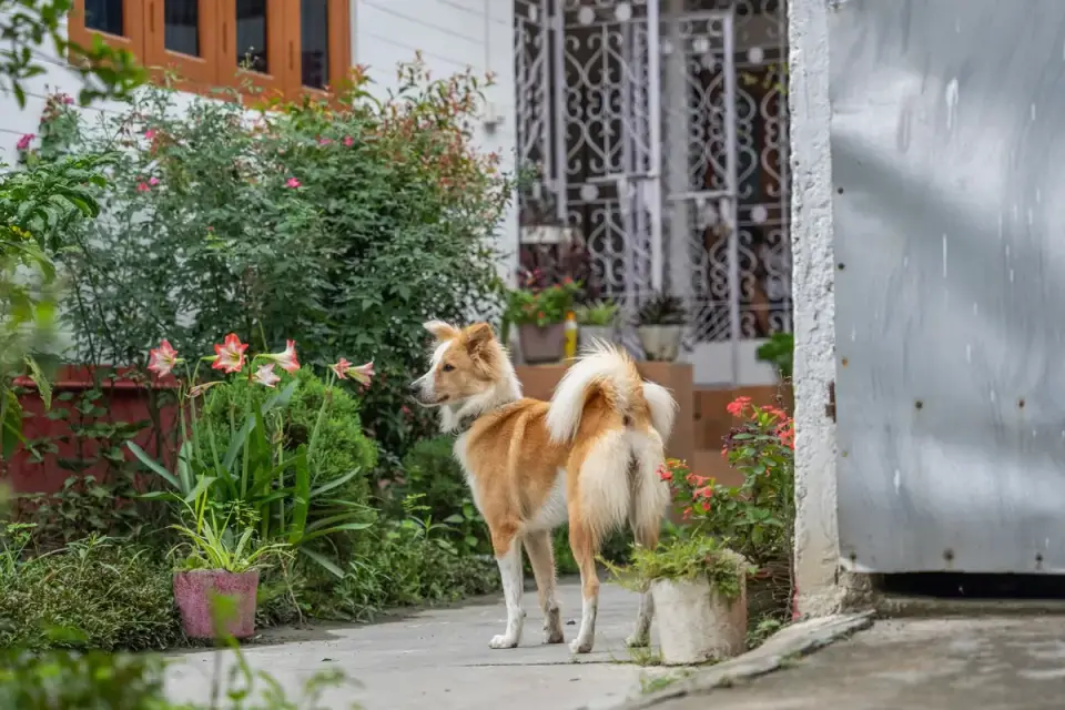A dog standing near a chewed pillow by an apartment front door