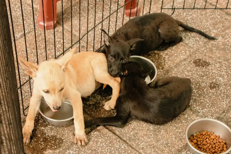 A dog standing stiffly over a food bowl with a tense, guarded posture