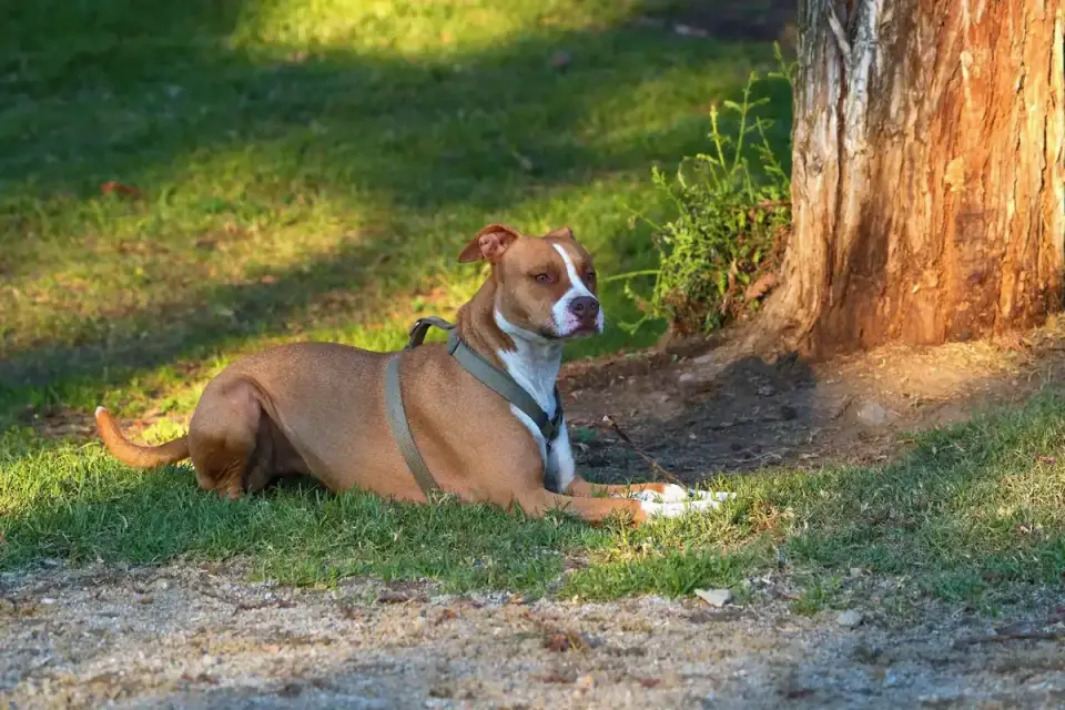 A dog stretching on leash at a highway rest area during a road trip