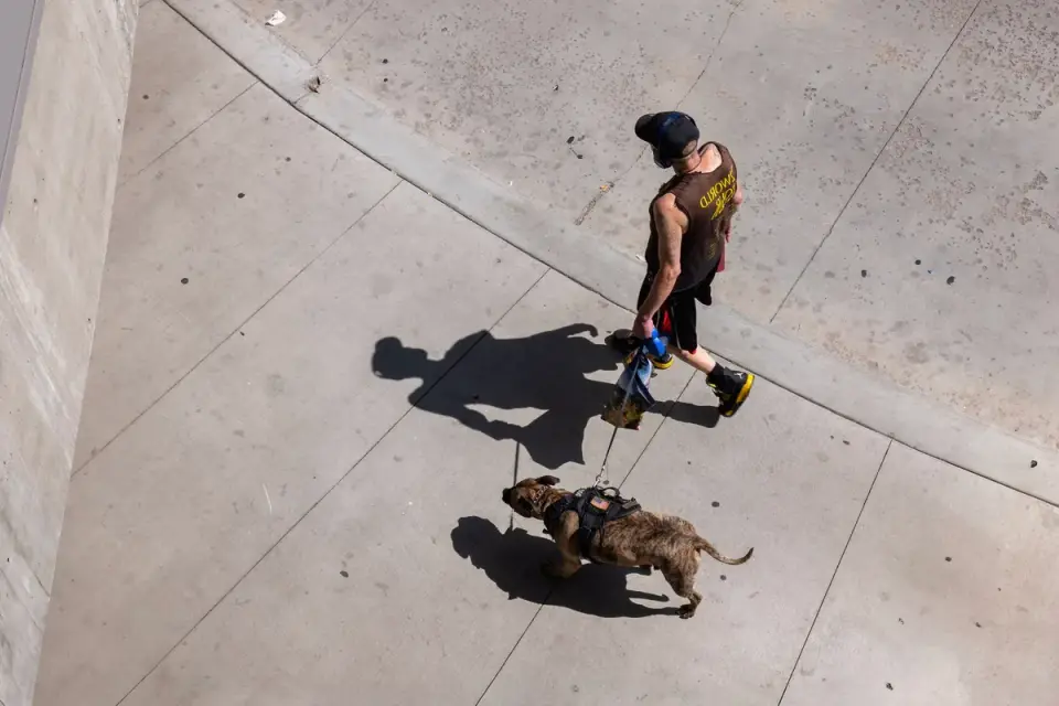 A dog walking calmly on a leash beside its owner on a paved path