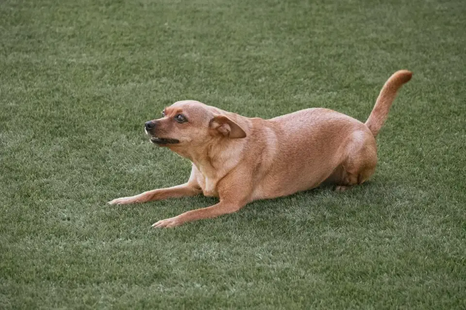 A dog with a lowered head and stiff posture mid-growl