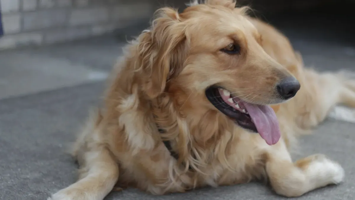 A golden retriever lying down and panting after a walk, front paws stretched out on a porch step