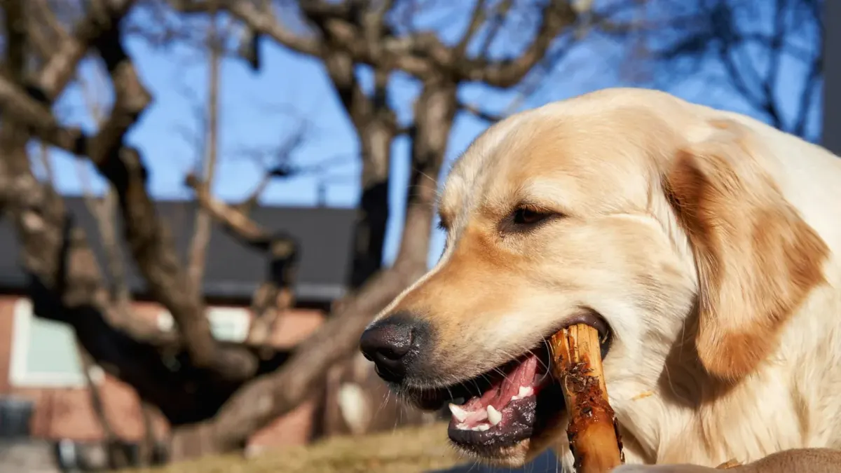 A golden retriever lying on a rug chewing a rope toy