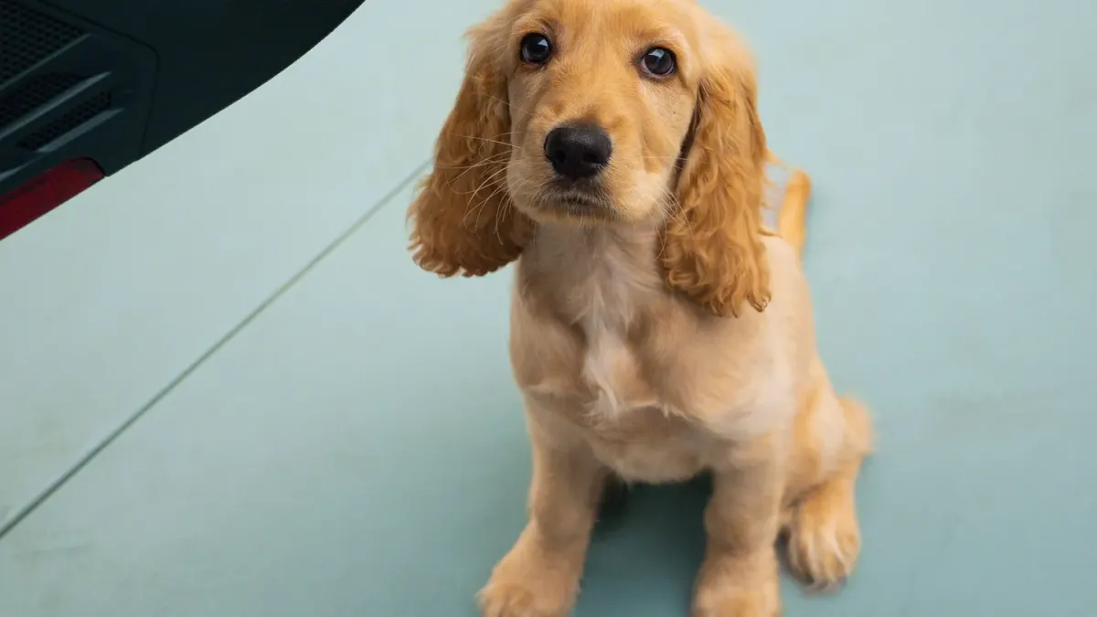 A golden retriever sitting calmly just inside an open front door