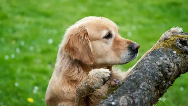 A golden retriever standing on hind legs sniffing at a halved avocado on a kitchen counter