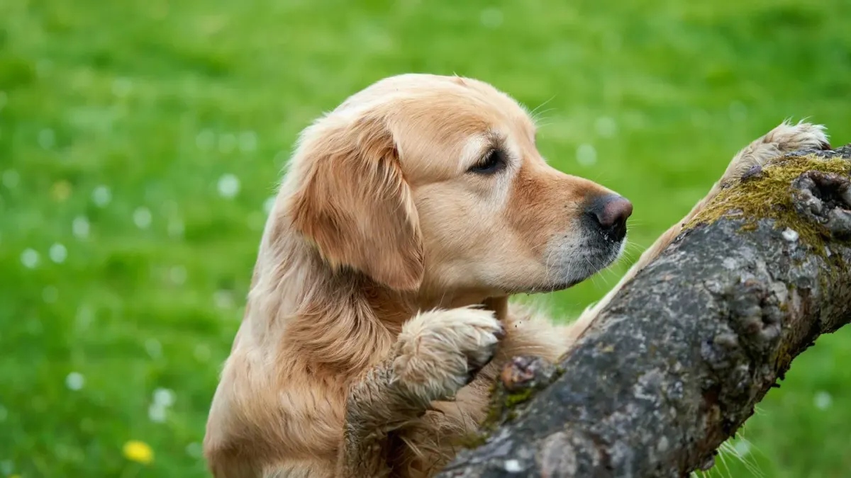 A golden retriever standing on hind legs sniffing at a halved avocado on a kitchen counter