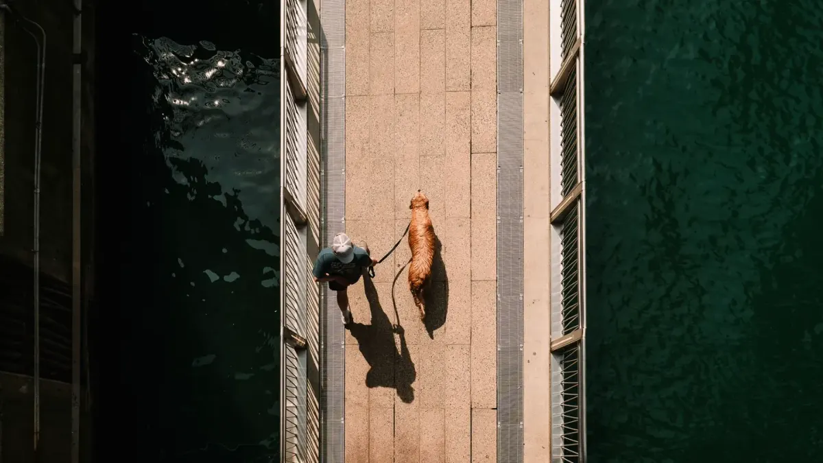 A golden retriever walking on a leash beside its owner on a sidewalk
